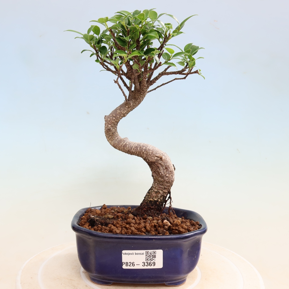 Camera bonsai - Ficus kimmen - ficus a foglie piccole