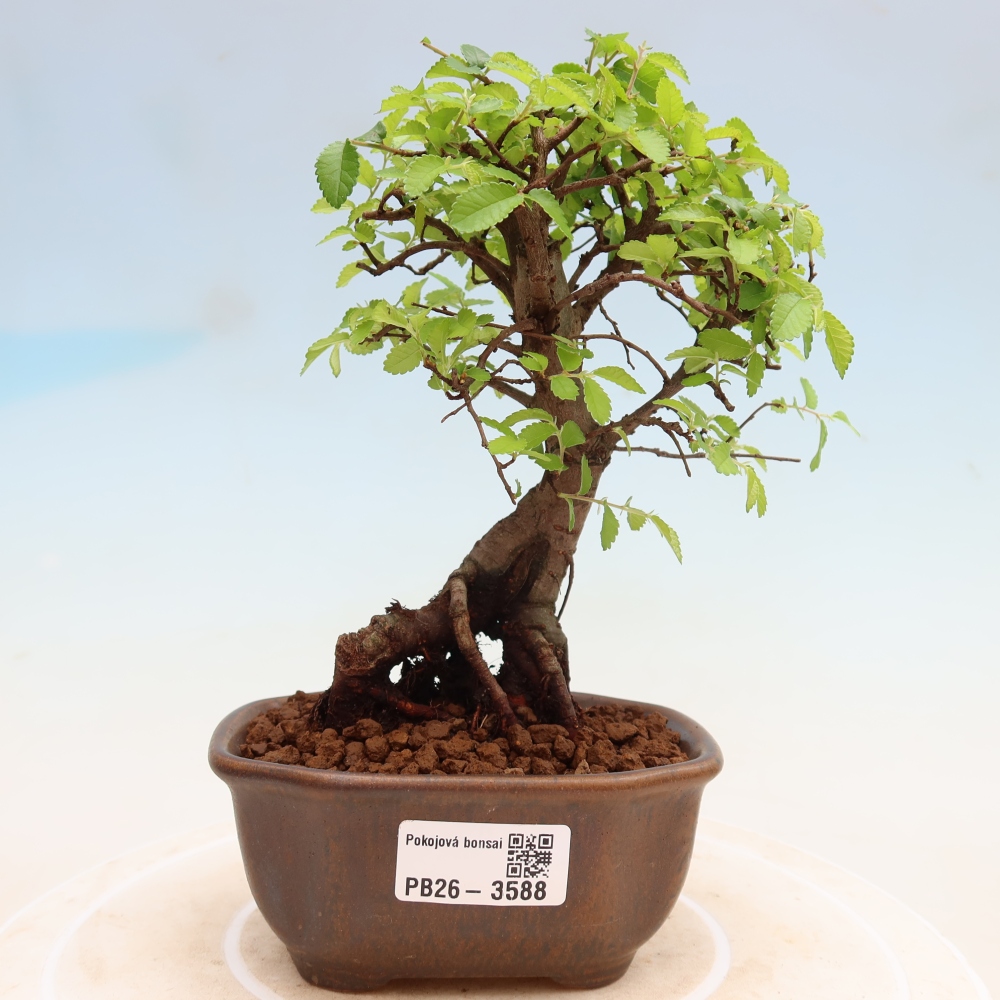 Camera bonsai - Ulmus parvifolia - Olmo a foglie piccole