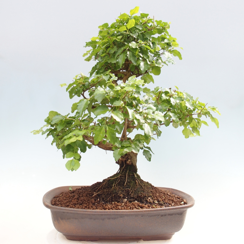 Camera bonsai -Ligustrum chinensis - Becco d'uccello