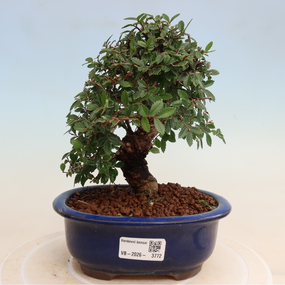 Bonsai da esterno - Zelkova - Zelkova NIRE