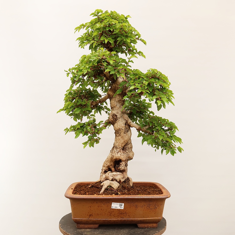 Bonsai da esterno -Carpinus Coreana - Carpino coreano