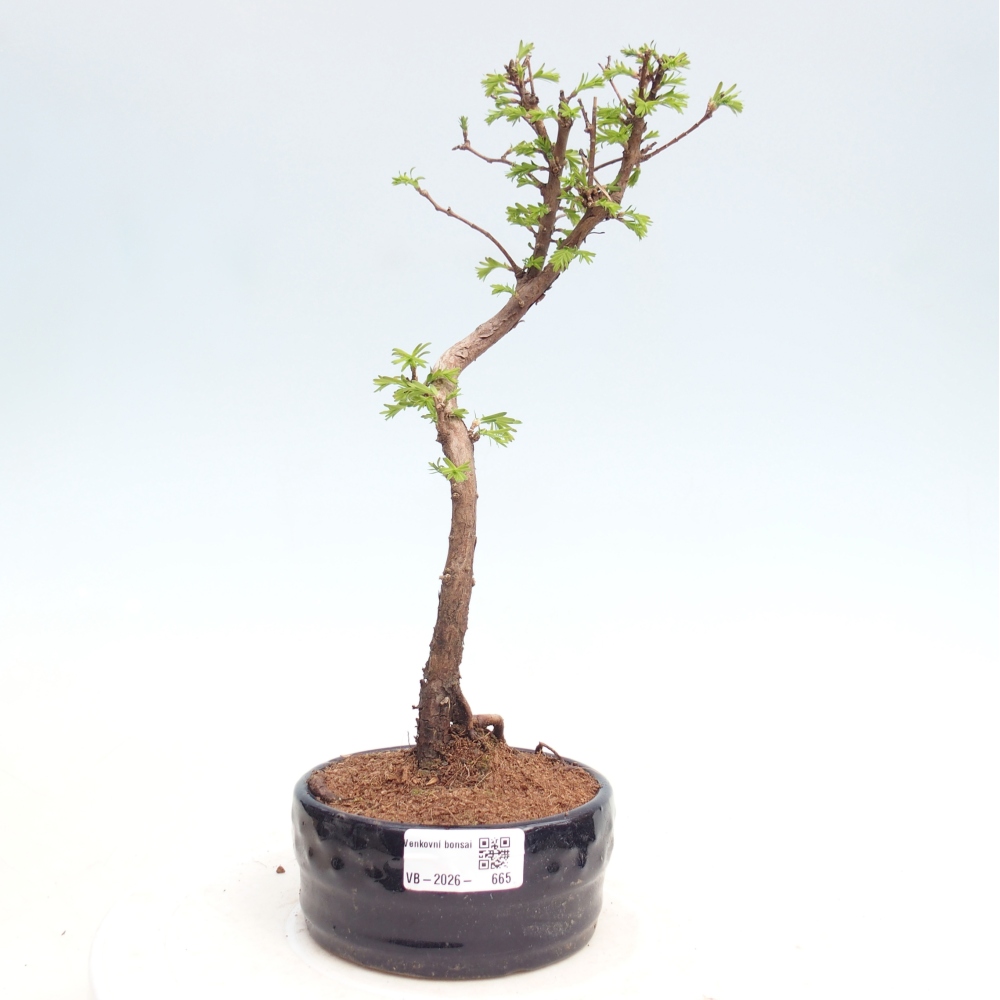 Bonsai da esterno - Metasequoia glyptostroboides - Metasequoia cinese