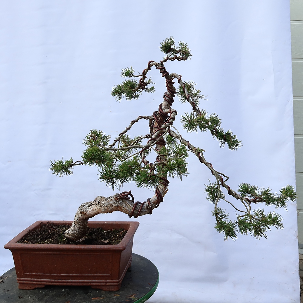 Pinus sylvestris Spagna - pino silvestre