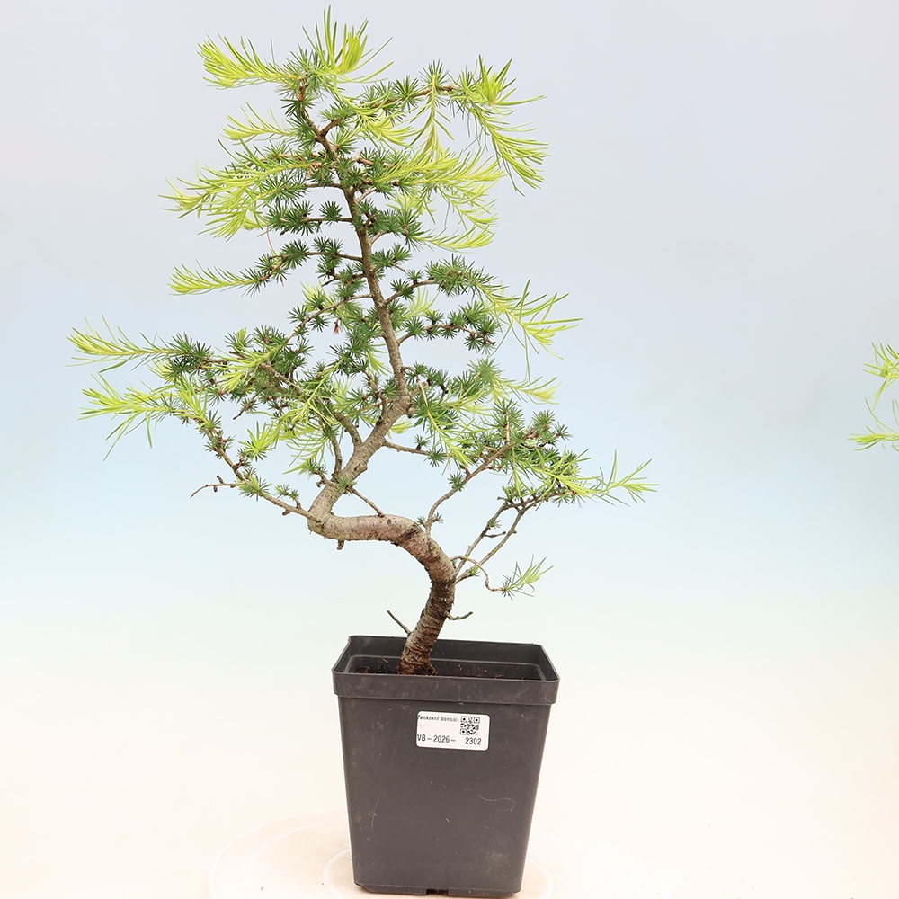 Bonsai da esterno -Larix decidua - Larice