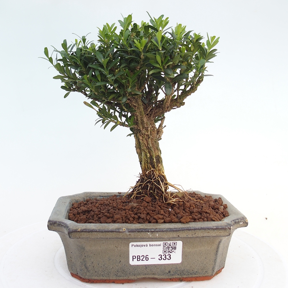 Camera bonsai - Buxus harlandii - buxus da sughero