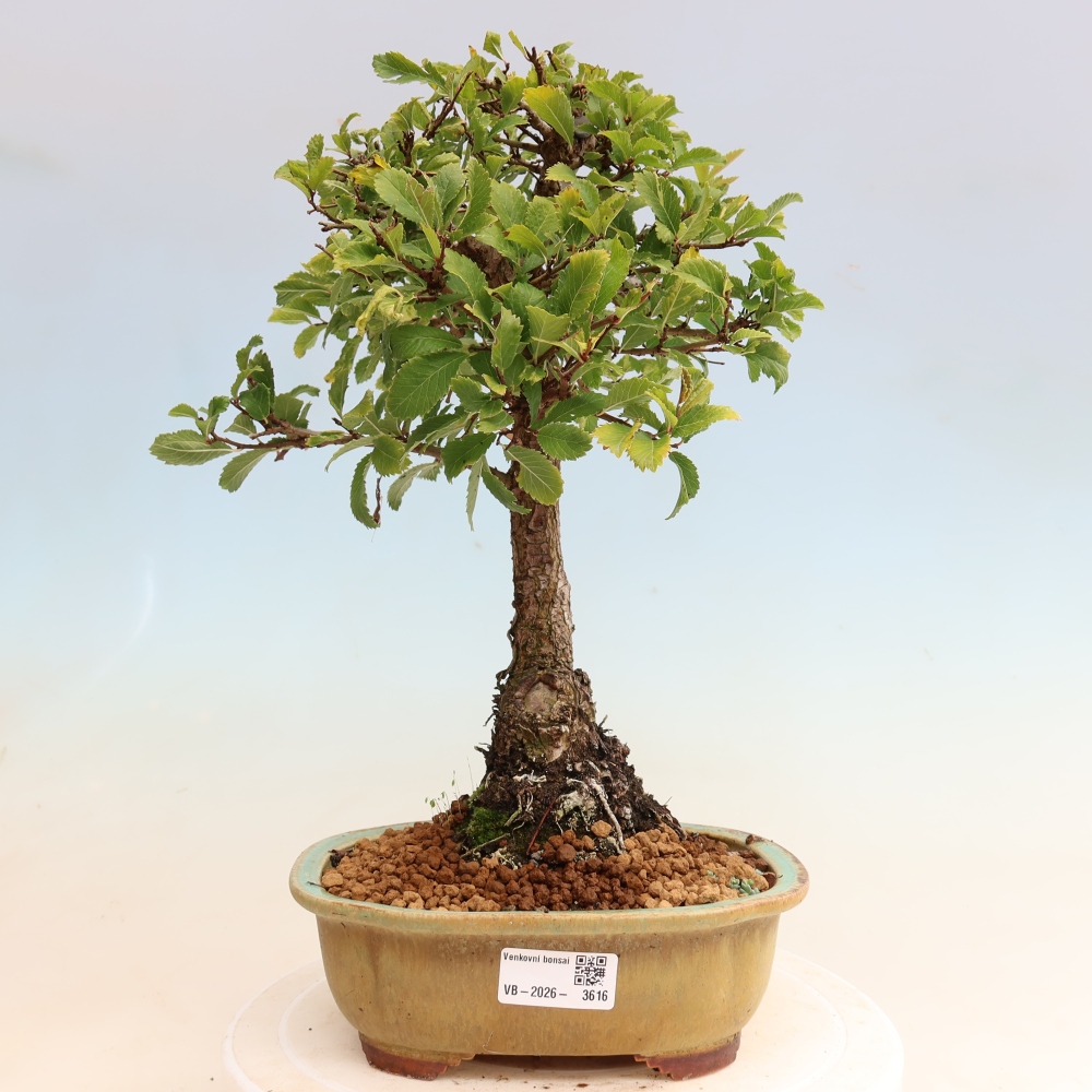 Bonsai da esterno - Zelkova - Zelkova NIRE