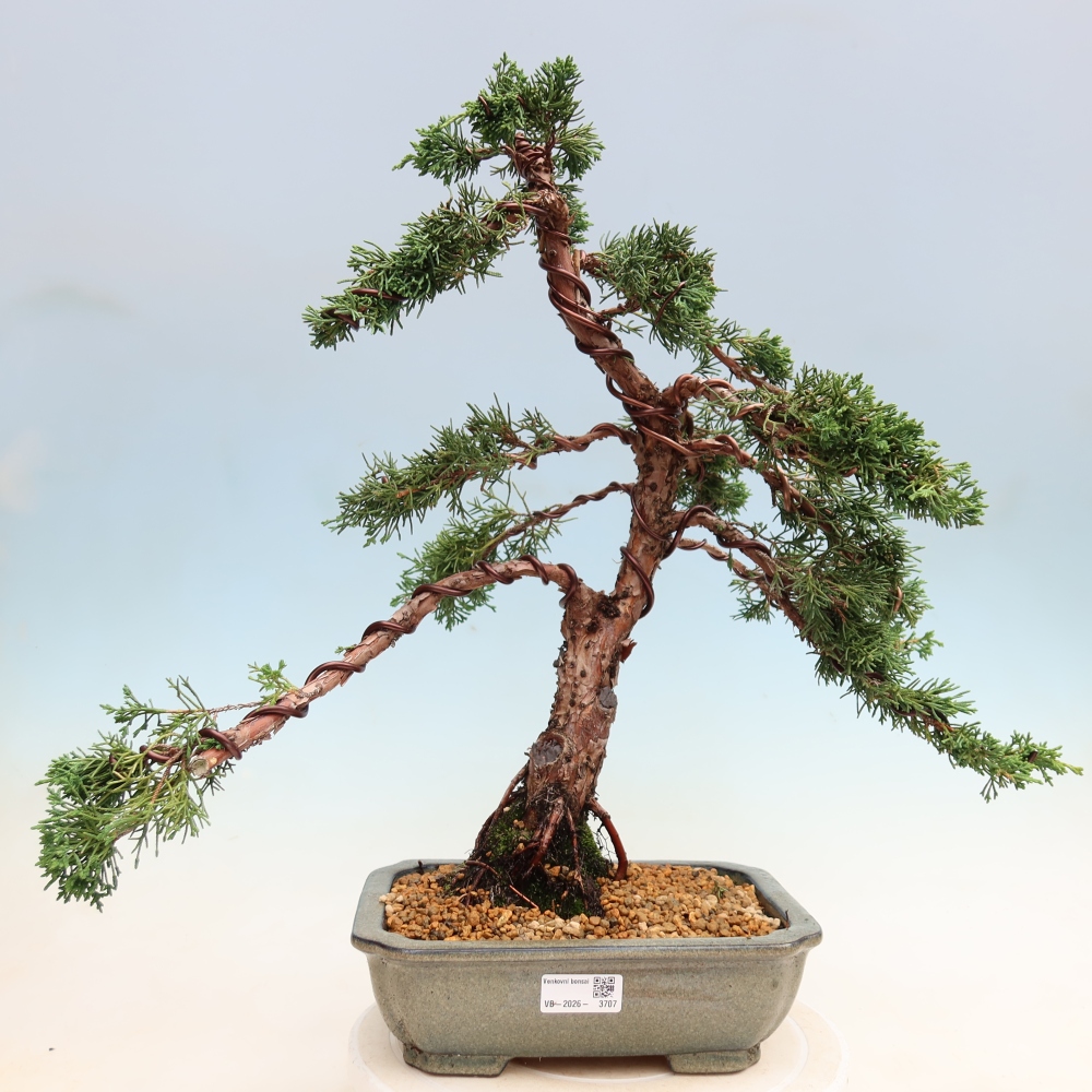 Bonsai da esterno - Juniperus chinensis Kishu
