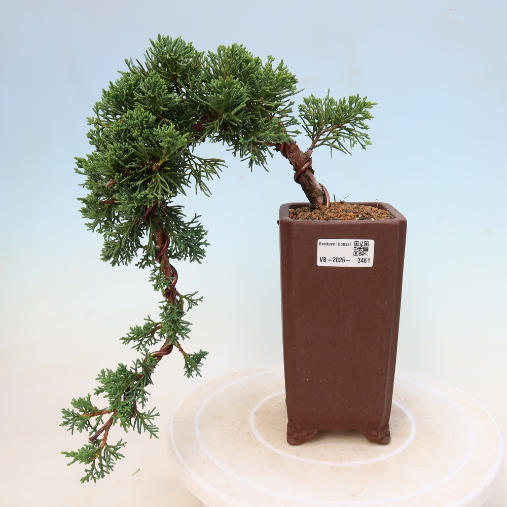 Bonsai da esterno - Juniperus chinensis Kishu