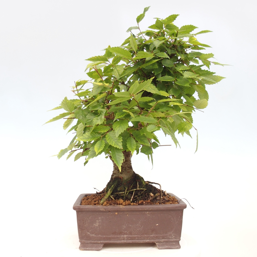 Bonsai da esterno - Zelkova - Zelkova NIRE