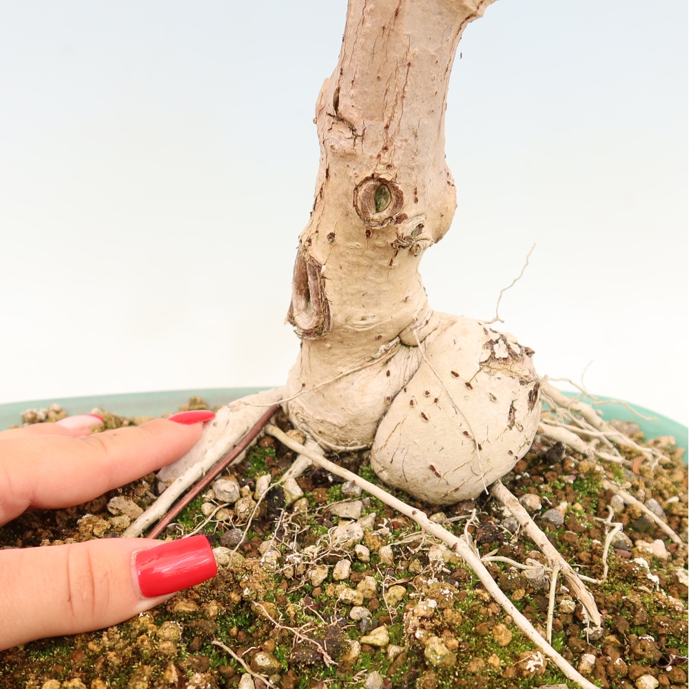 Bonsai da interno - Hibiscus tiliaceus - Ibisco marino