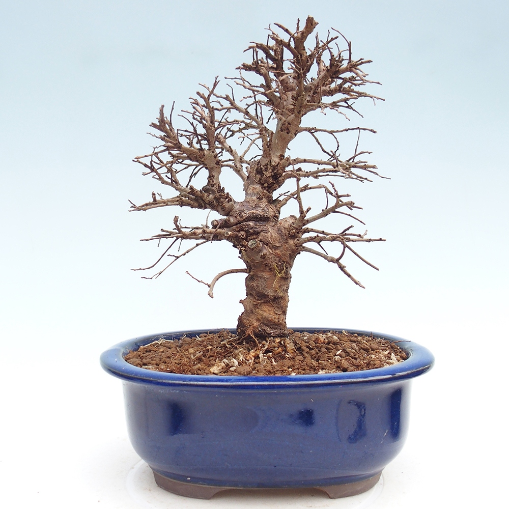 Bonsai da esterno - Zelkova - Zelkova NIRE