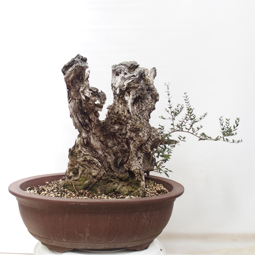 Bonsai da interno - Olea europaea sylvestris