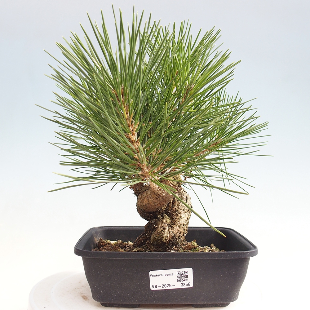 Bonsai da esterno - Pinus thunbergii - Pino di Thunberg