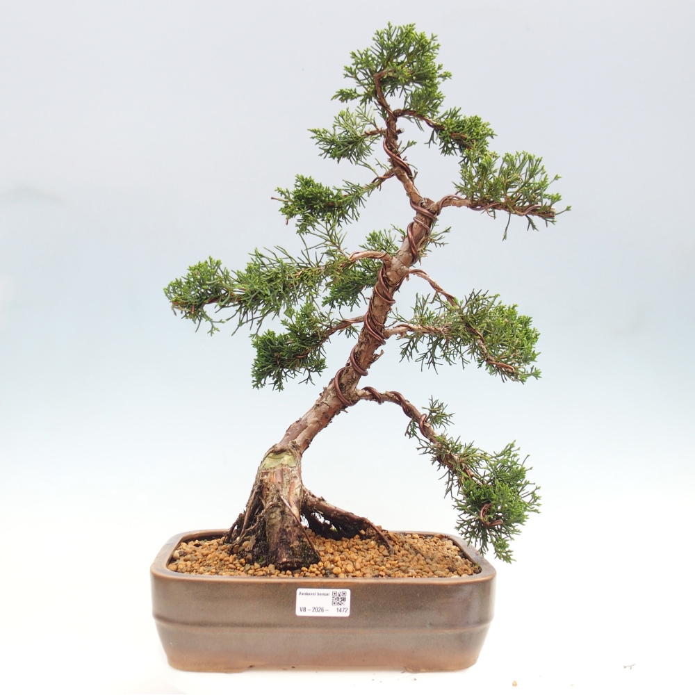 Bonsai da esterno - Juniperus chinensis Kishu