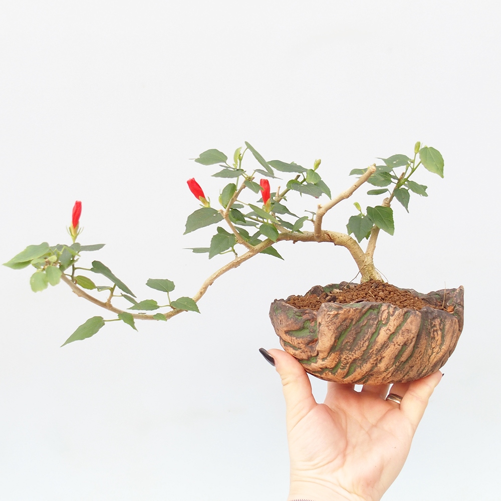 Bonsai da interno - Malvaviscus arboreus