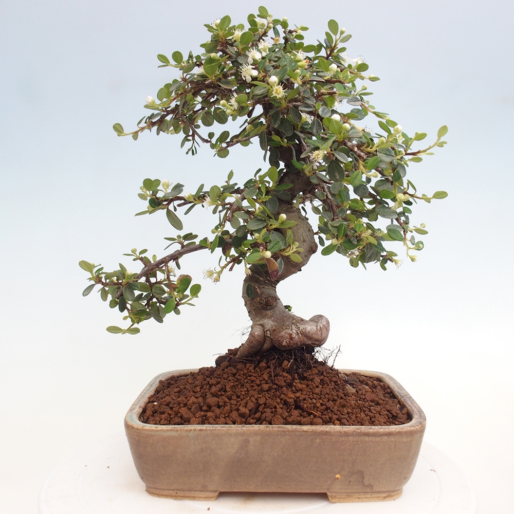 Bonsai da esterno - Cotoneaster dammeri - Roccia di Damer