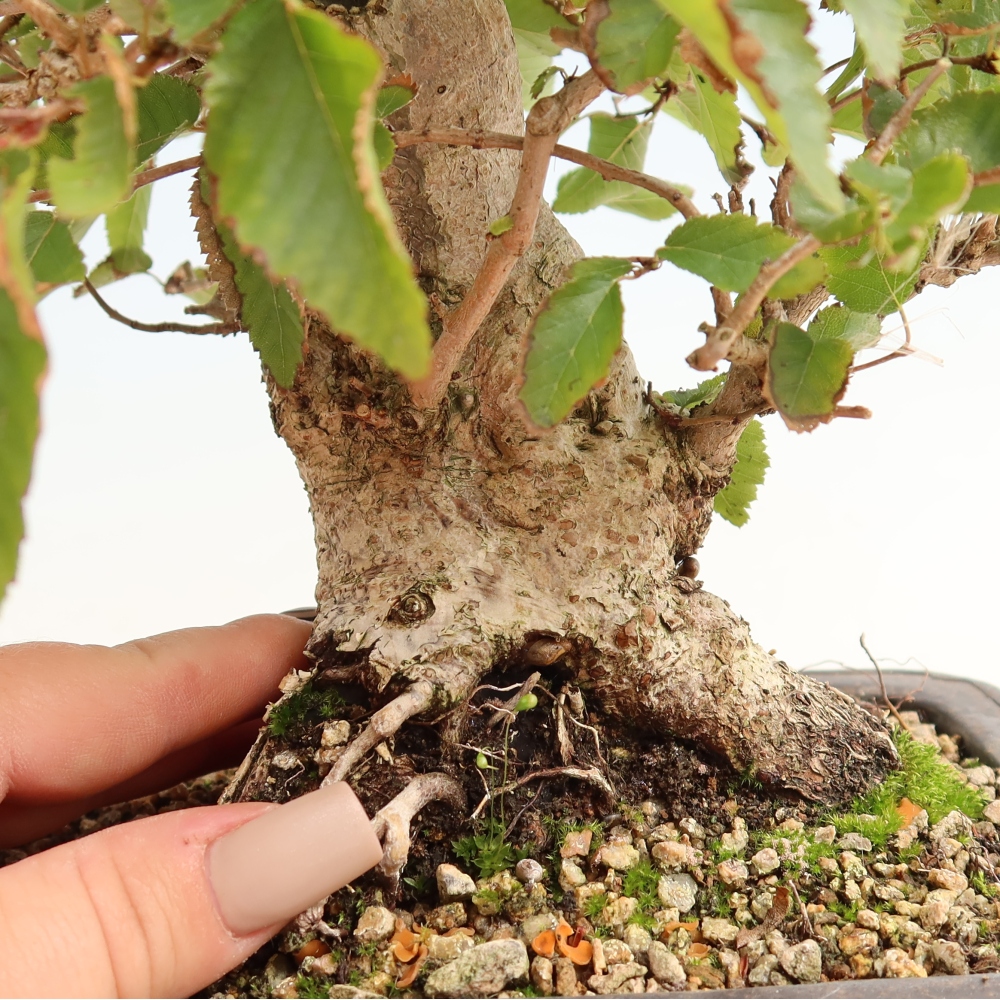 Bonsai da esterno -Carpinus CARPINOIDES - Carpino coreano