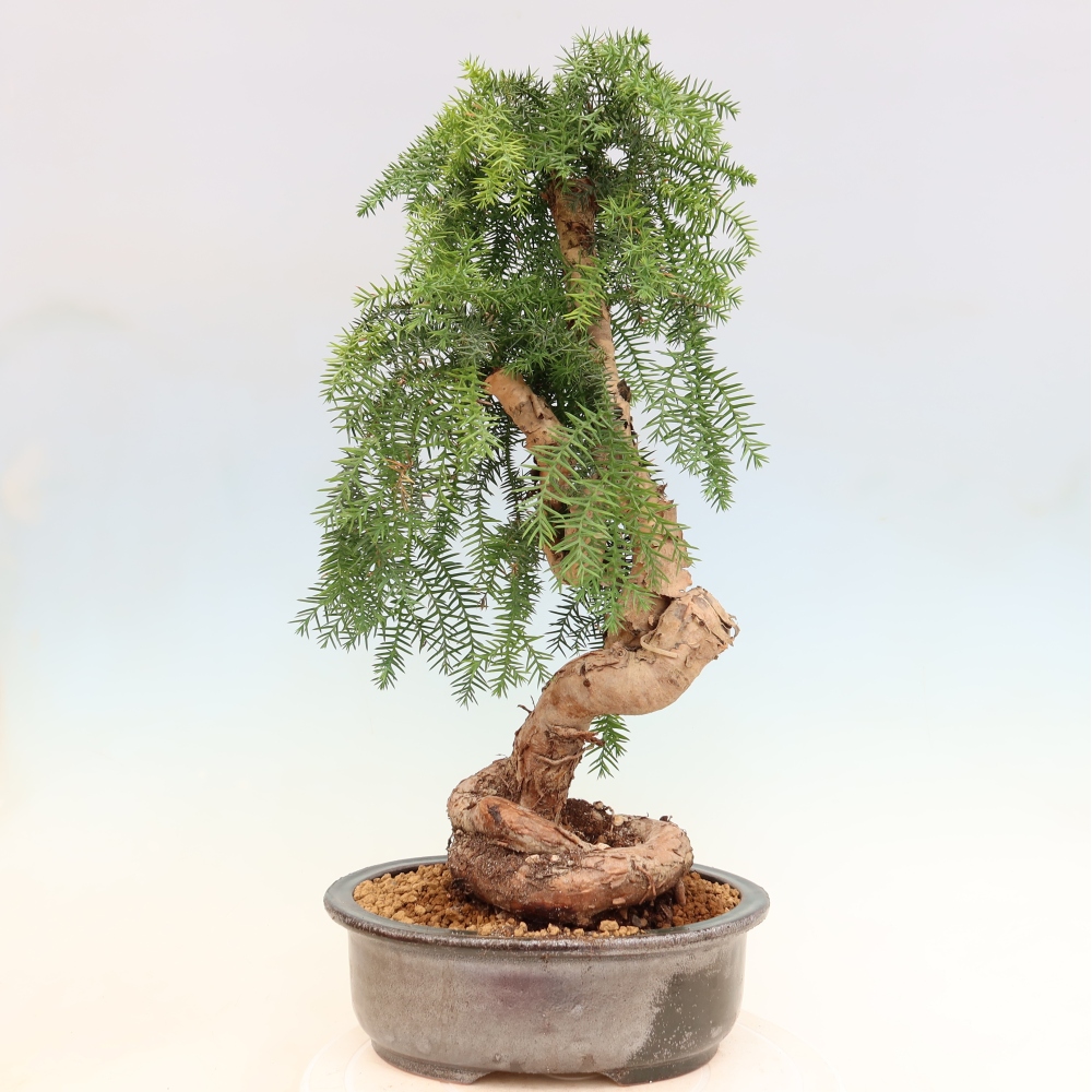 Bonsai da camera - Araucaria - Abete da camera
