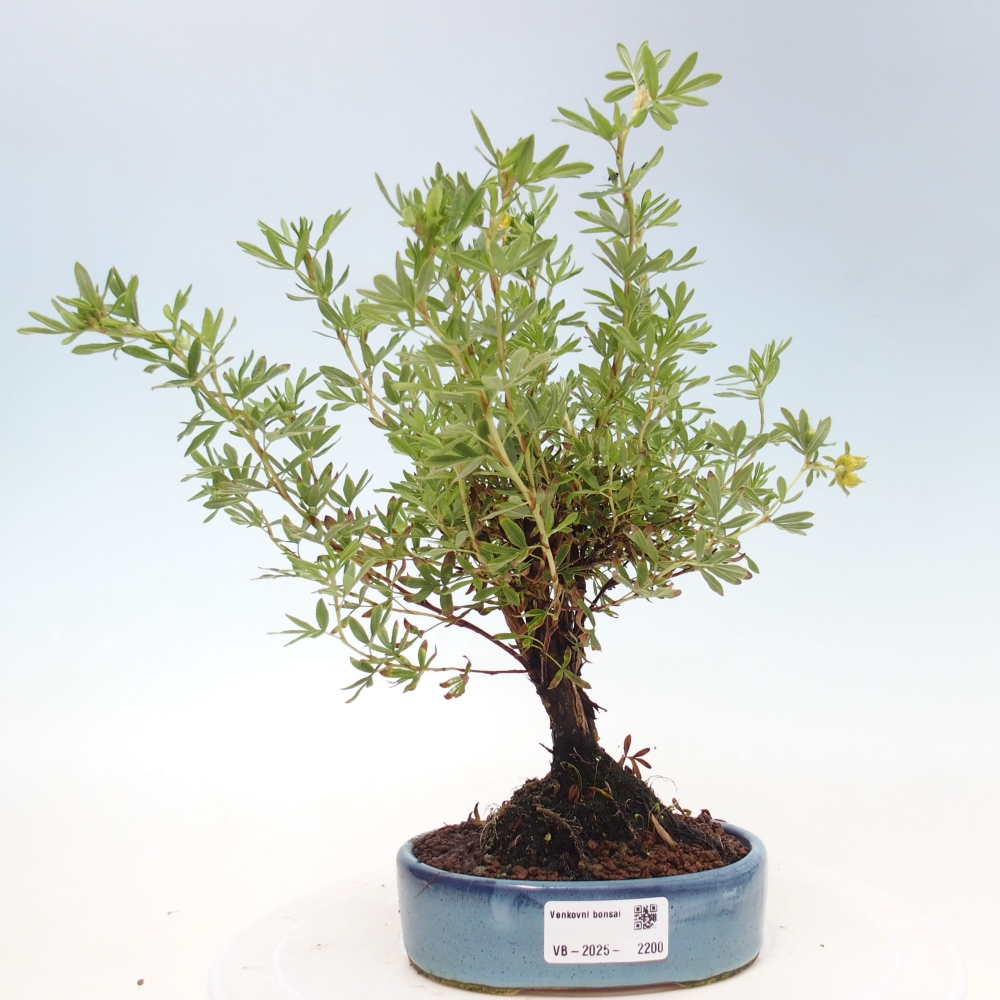 Bonsai da esterno - Potentila fruticosa yellow Bird