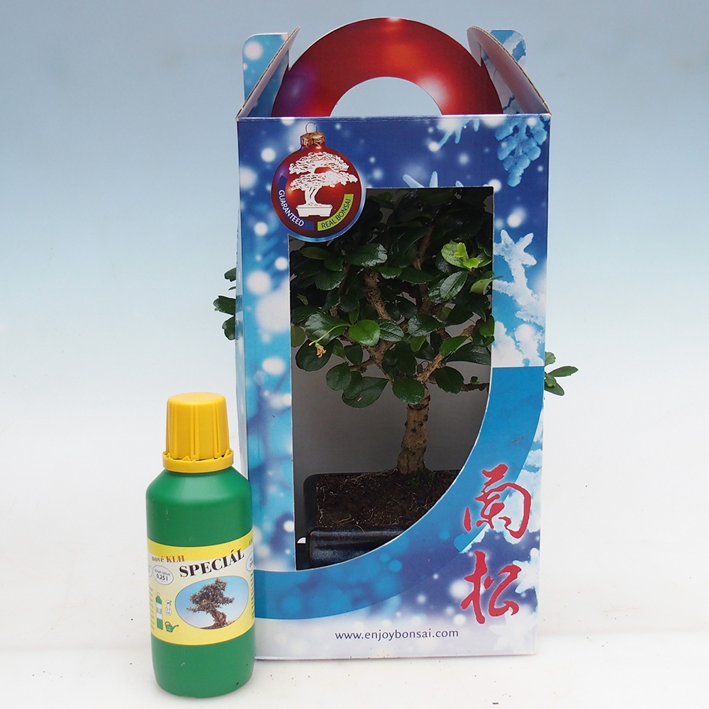 Bonsai da camera in confezione regalo Carmona microphylla - Tea fuki