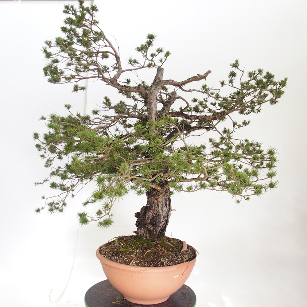 Yamadori - Pinus sylvestris Spagna