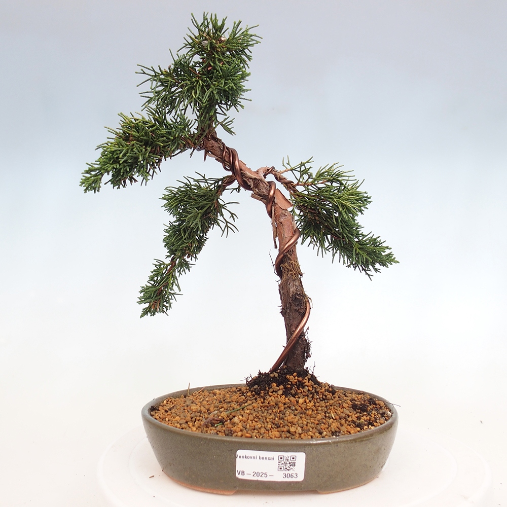 Bonsai da esterno - Juniperus chinensis Kishu