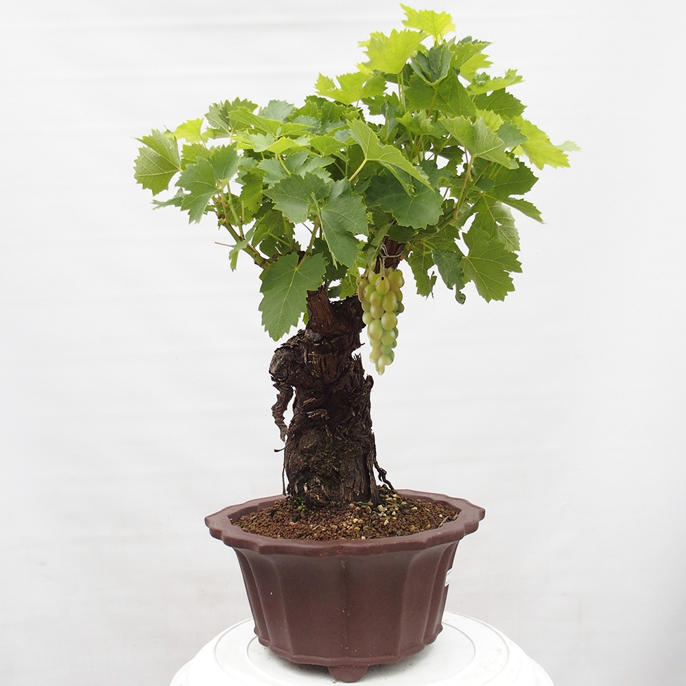 Bonsai da esterno - Vitis vinnifera MUSKAT ITALIA - Vite