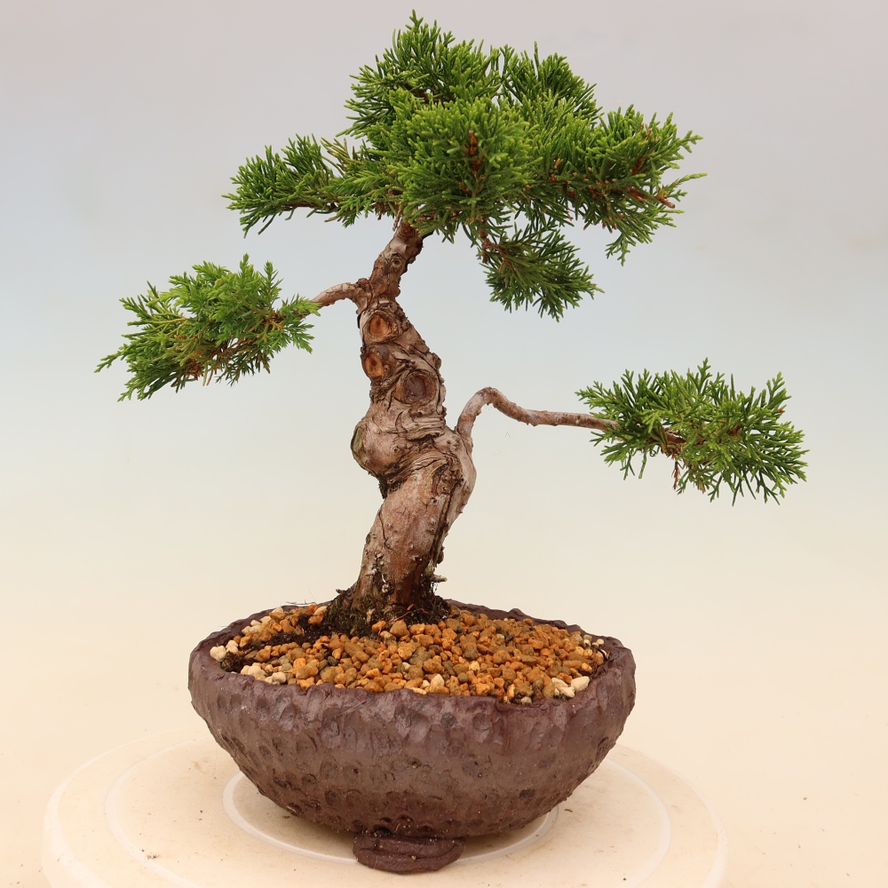 Bonsai da esterno - Juniperus chinensis Itoigawa