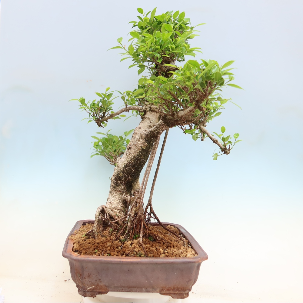 Camera bonsai - Ficus kimmen - ficus a foglie piccole