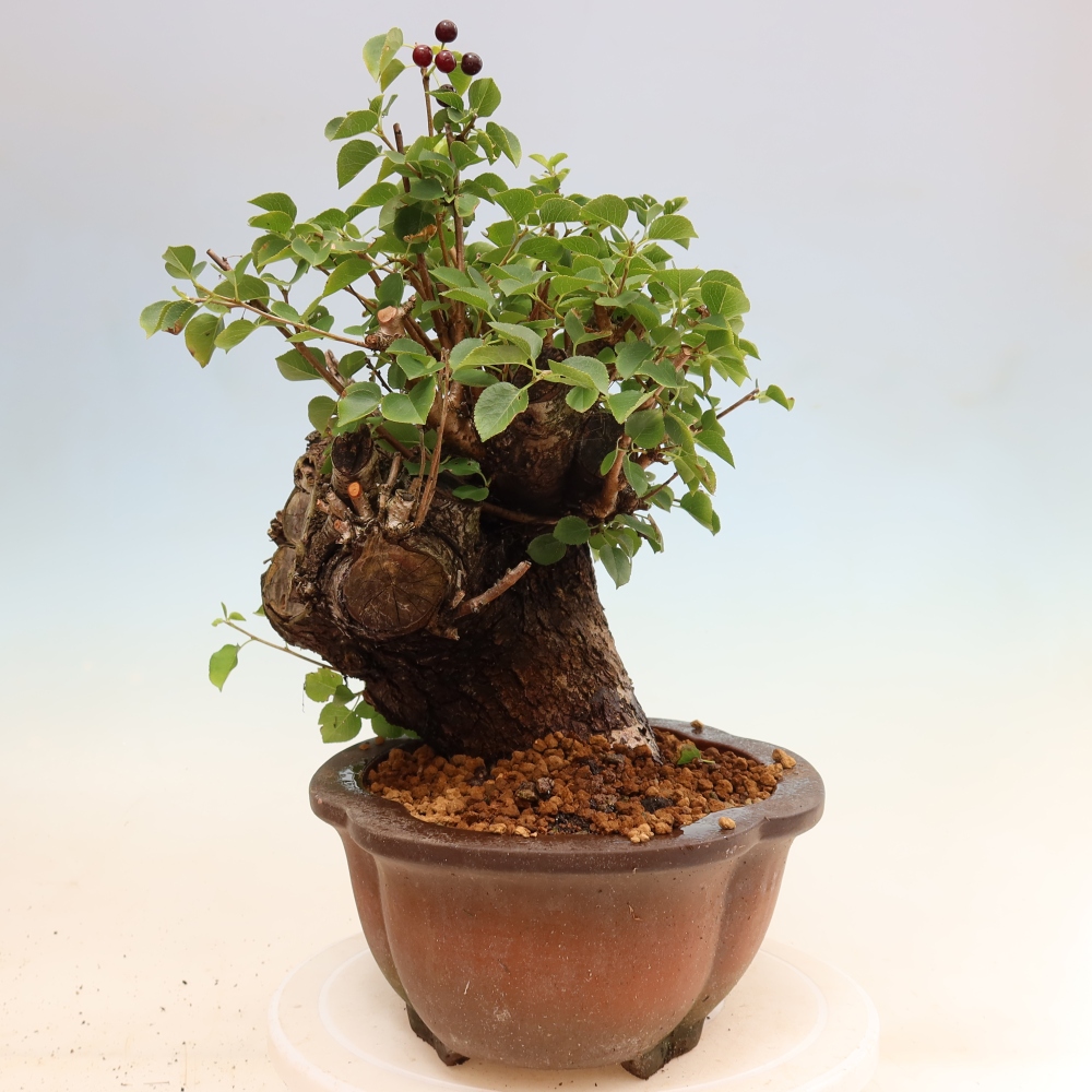 Bonsai da esterno - Mahalebka - Prunus mahaleb