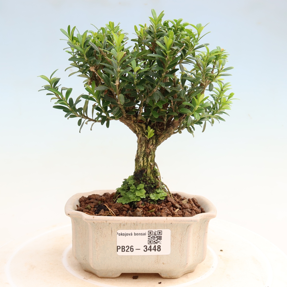 Camera bonsai - Buxus harlandii - buxus da sughero