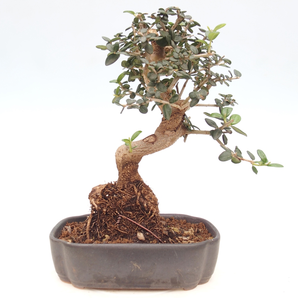 Bonsai da interno - Olea europaea sylvestris