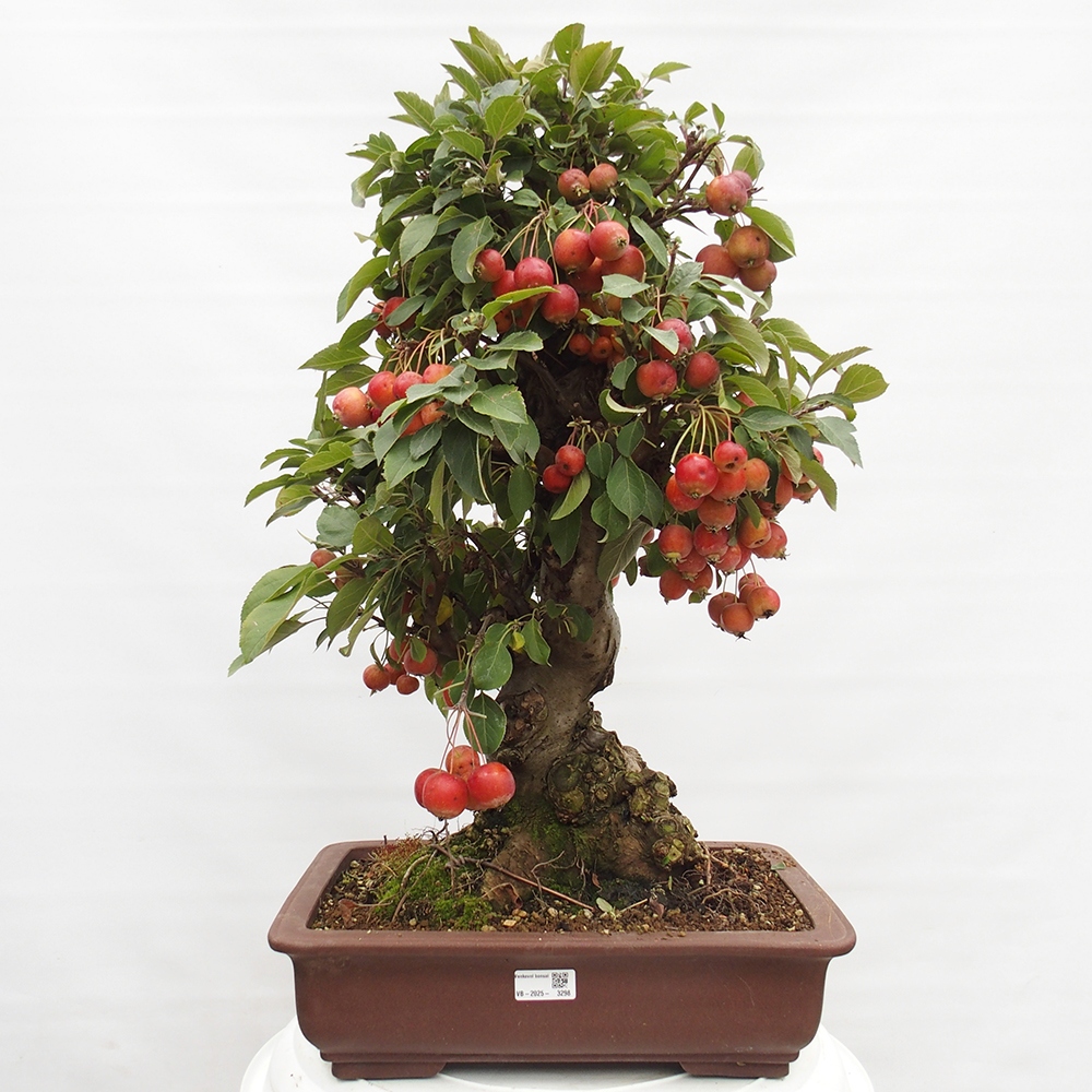 Bonsai da esterno -Malus halliana - Melo a frutto piccolo