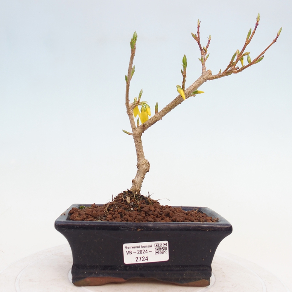 Bonsai da esterno - Zlatice - Forsythia intermedia