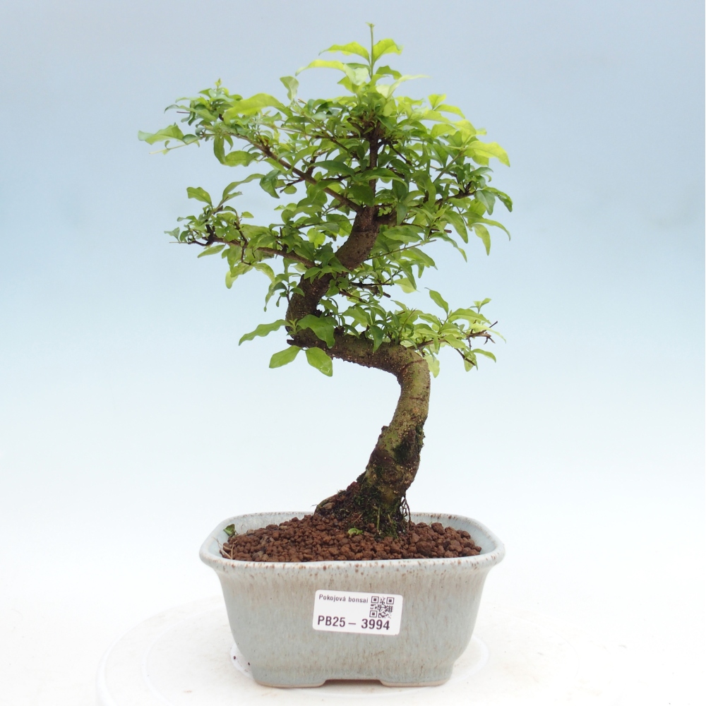 Camera bonsai -Ligustrum chinensis - Becco d'uccello
