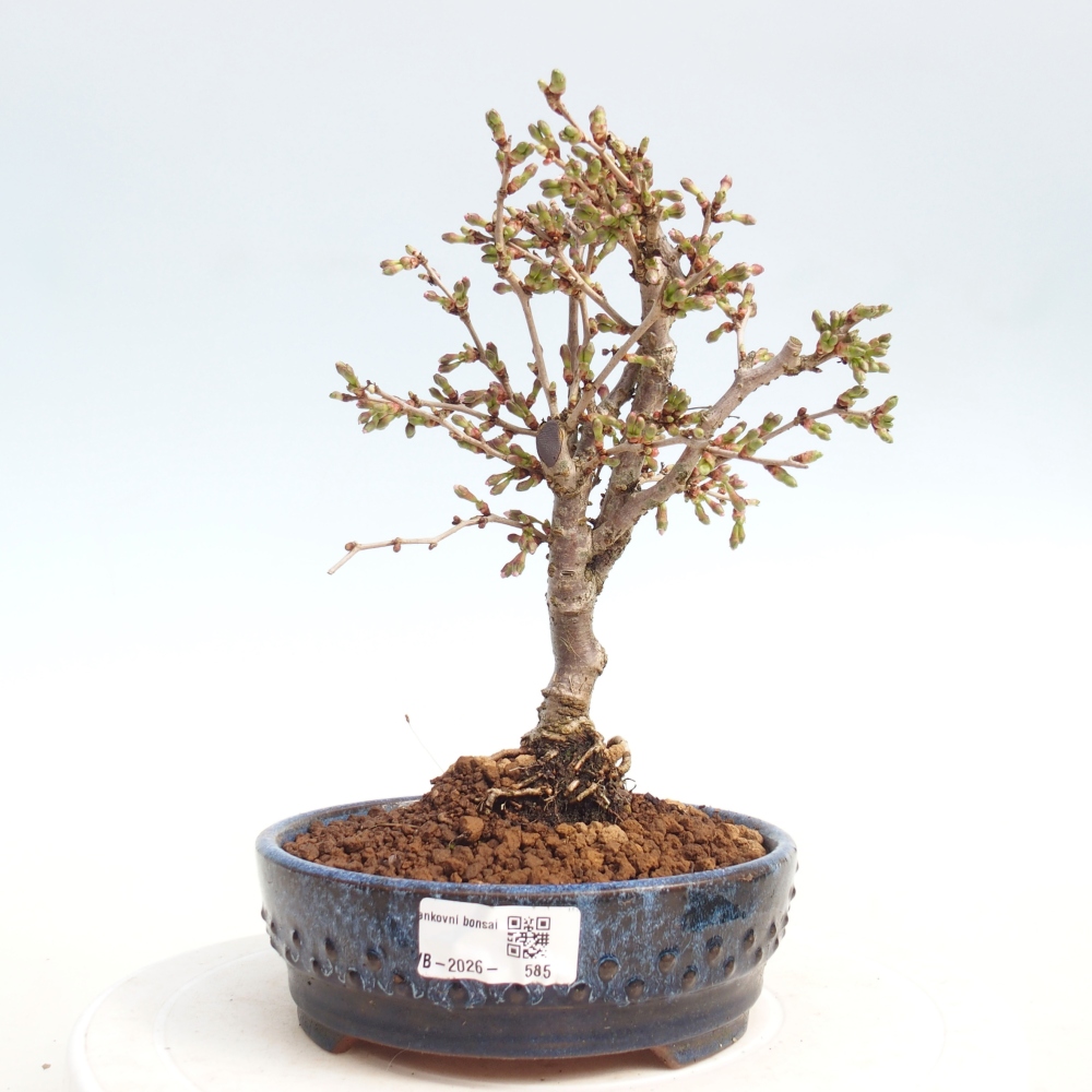Bonsai da esterno - Prunus incisa Kojou-no mai-Plivon ritagliato