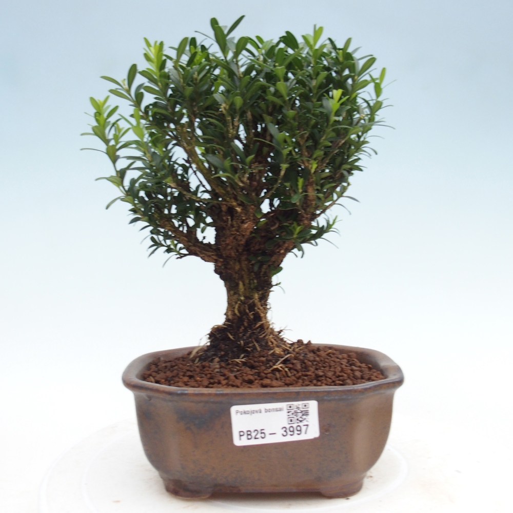 Camera bonsai - Buxus harlandii - buxus da sughero