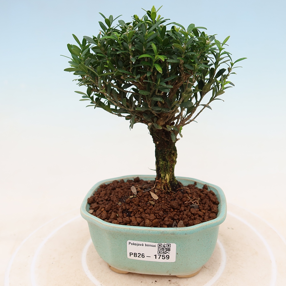 Camera bonsai - Buxus harlandii - buxus da sughero