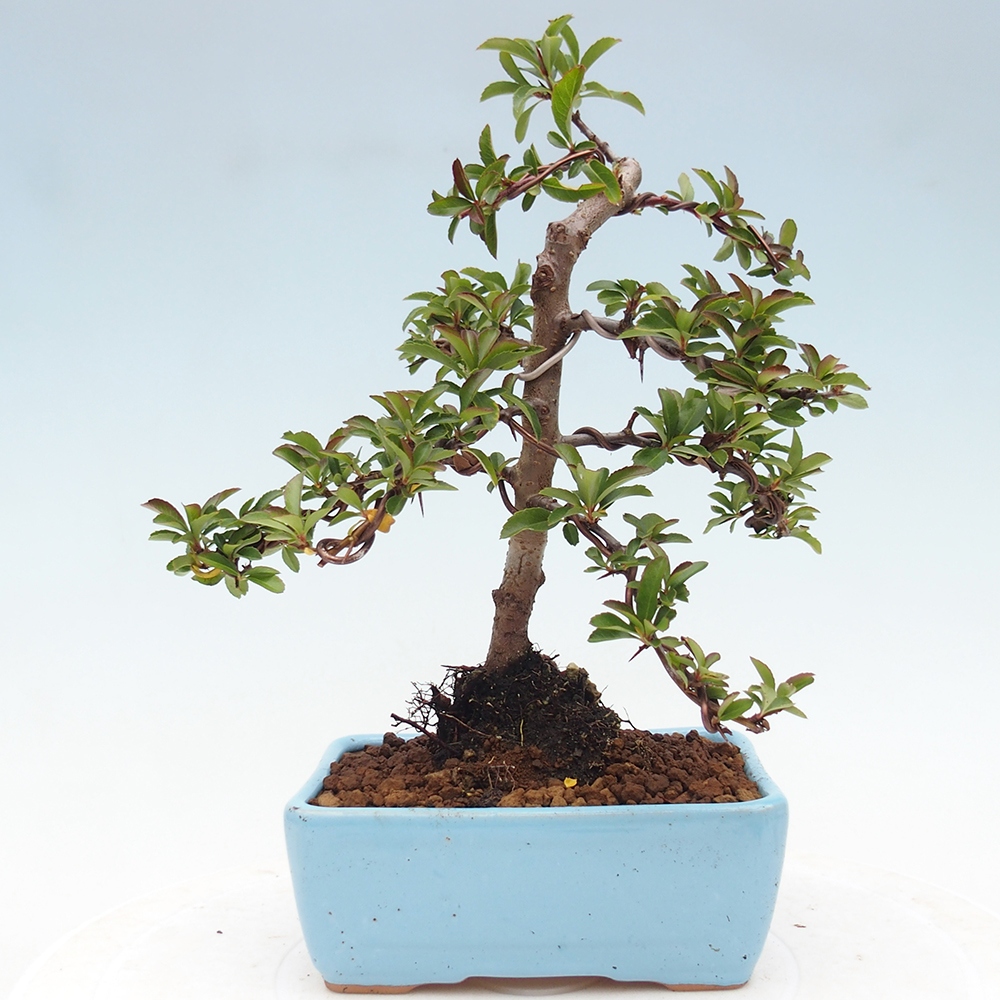 Bonsai da esterno-Pyracantha Teton -Hlox