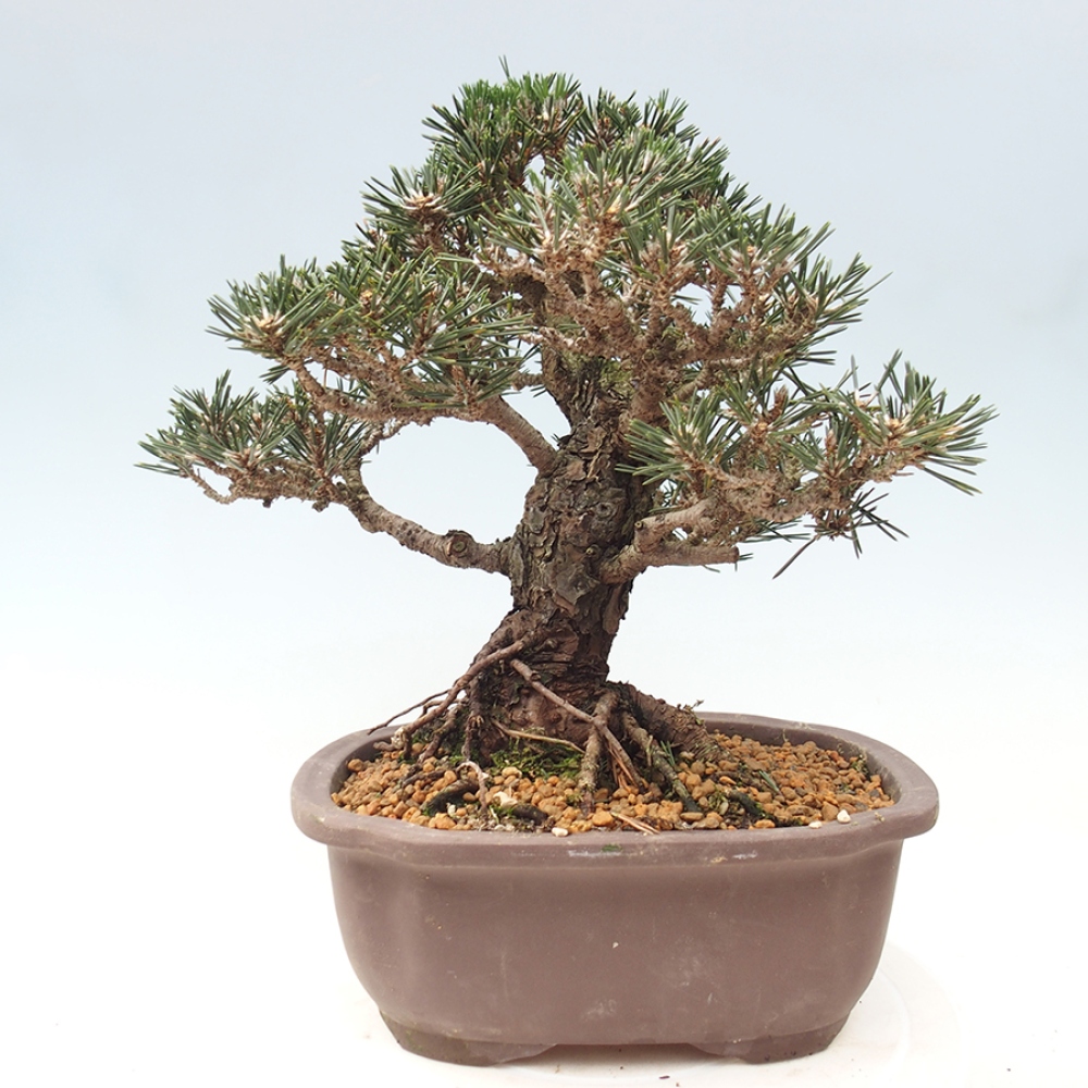 Bonsai da esterno - Pinus thunbergii Kotobuki - Pino di Thunberg