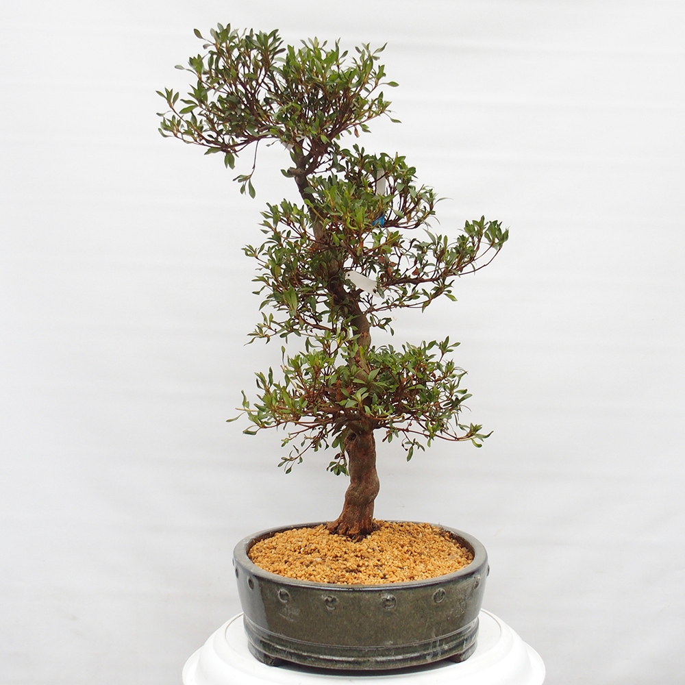 Bonsai da esterno - Azalea giapponese - Azalea CHIHIRO