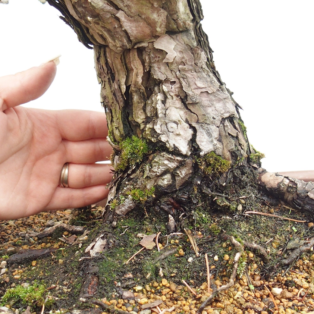 Bonsai da esterno - Pinus parviflora - Pinus parviflora