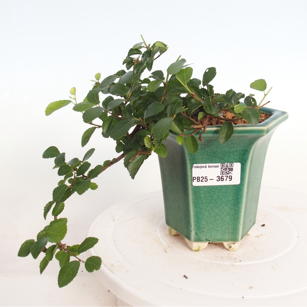 Bonsai da interno - Grewia occidentalis - Stella marina della lavanda