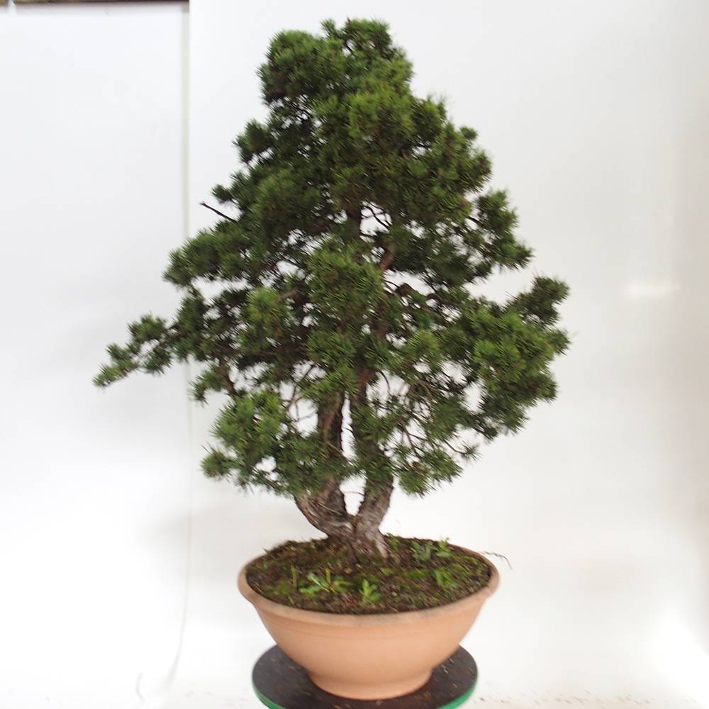 Yamadori - Pinus sylvestris Spagna