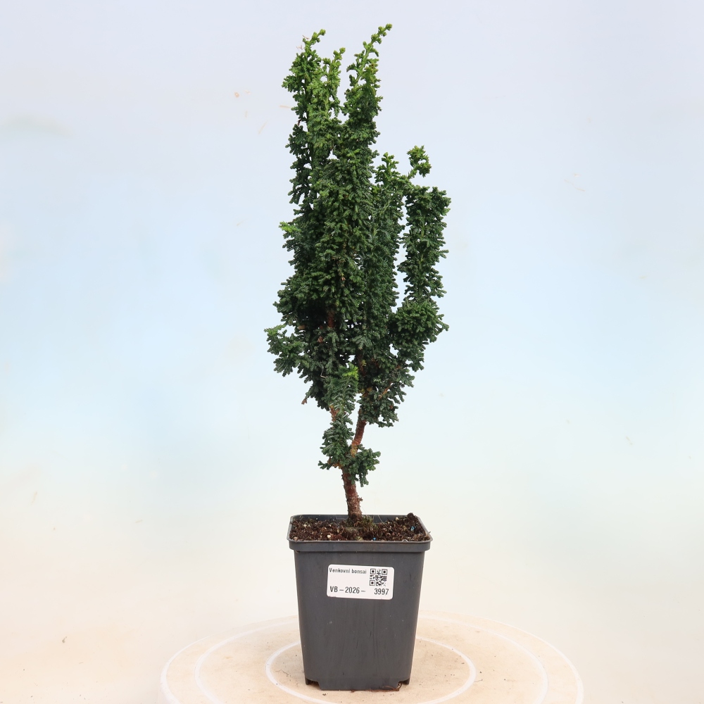 Bonsai da esterno - Cham. obtusa SEKKA HINOKI - Cipresso