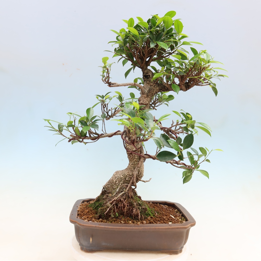 Camera bonsai - Ficus kimmen - ficus a foglie piccole