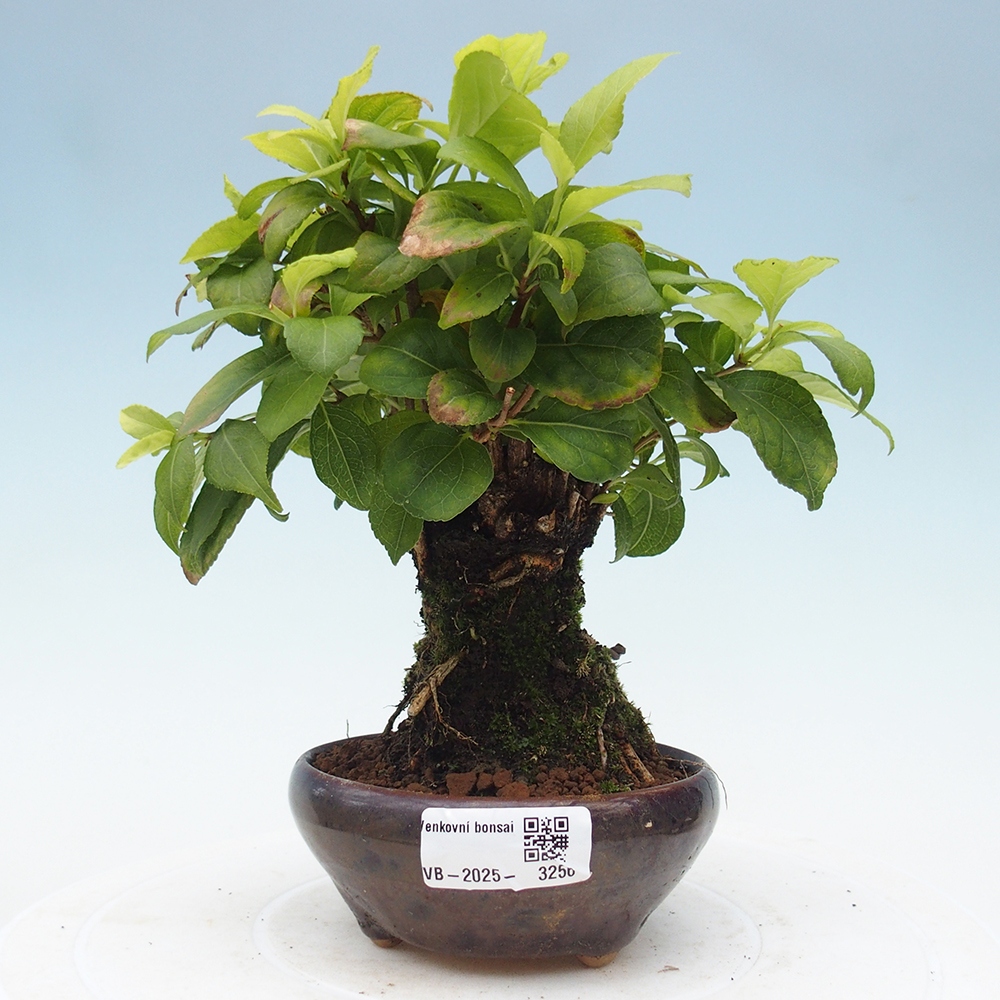 Bonsai da esterno - Celastrus orbiculatus