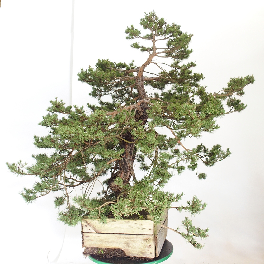 Yamadori - Pinus sylvestris Spagna