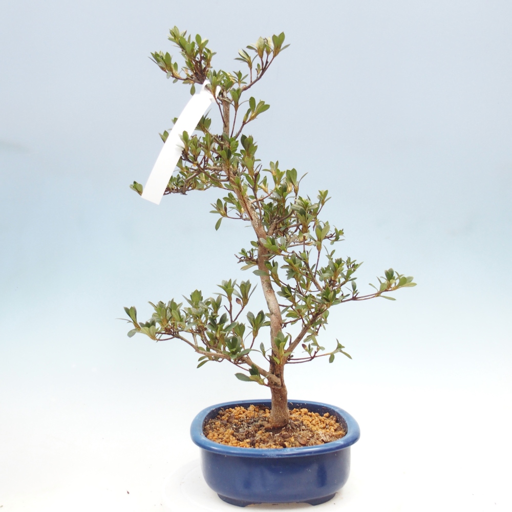 Bonsai da esterno - Azalea giapponese - Azalea Yoko