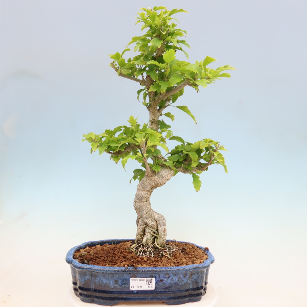 Bonsai da esterno - Hibiscus syriacus - Ibisco siriano